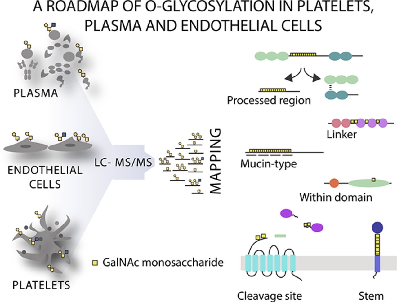 roadmap of of platelet, plasma, and endothelial cell proteins