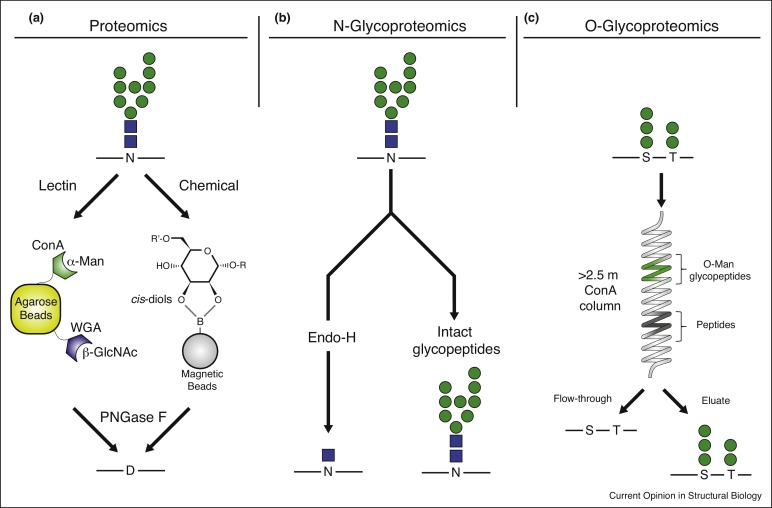 figure from th epublication Microbial glycoproteomics