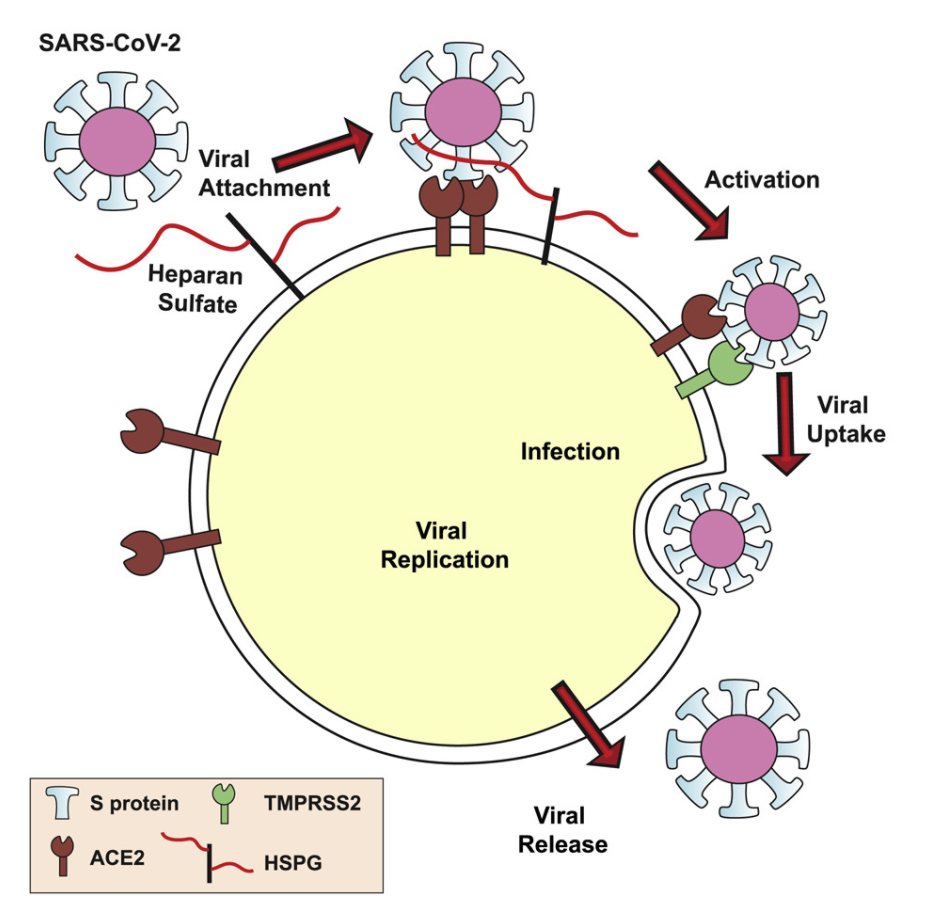 Coronavirus Uses Heparan Sulfate