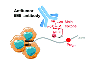 antitumor 5e5 antibody