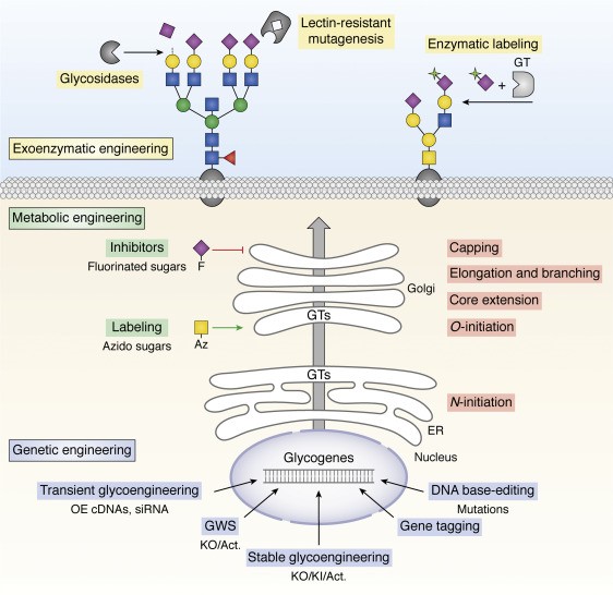Overview of glycoengineering strategies